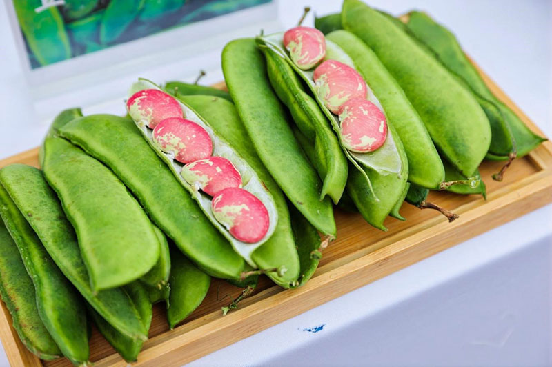 新鲜荷包豆。南华县委宣传部供图