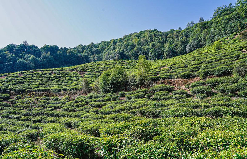 兔街茶山-南华县委宣传部供图