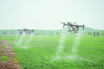 在六合区冶山街道石柱林社区的田间地头，多架农用无人机从麦田起飞，动作整齐，高效喷洒，为小麦增收增产提供保障。 南京日报/紫金山新闻记者 冯芃 董家训 孙中元 摄