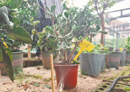 顺昌县实验小学“八戒”灌溉助手在作业。王琦 摄
