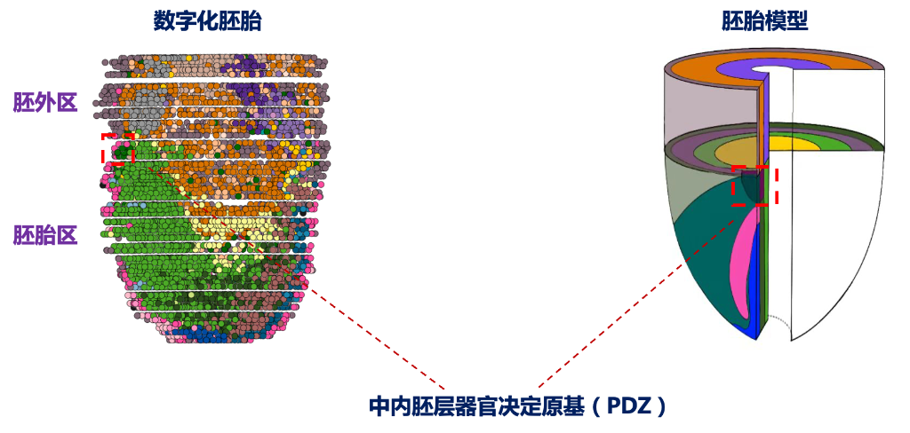 最新研究揭示哺乳动物胚胎早期器官发育“密码”